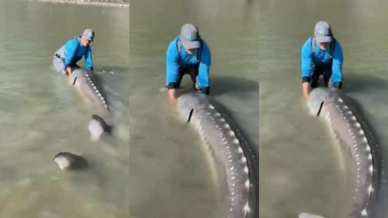 মাছ তো নয়, যেন এক জীবন্ত ডাইনোসর, ওজন ২৫০ কেজি মাছ তো নয়, যেন এক জীবন্ত ডাইনোসর, ওজন ২৫০ কেজি