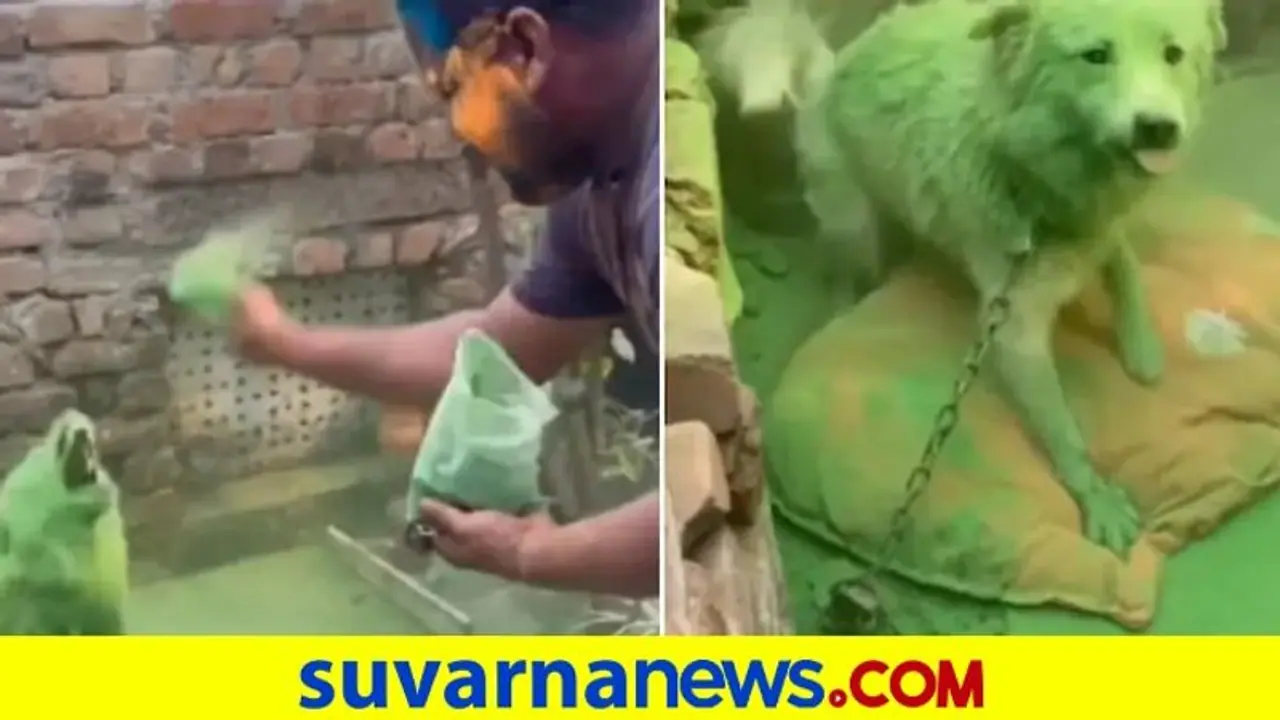 ಹೋಳಿಯಂದು ಹುಚ್ಚಾಟ... ನಾಯಿಗೆ ಬಣ್ಣ ಎರಚಿ ಕೆರಳಿಸಿದ ಪುಂಡರು