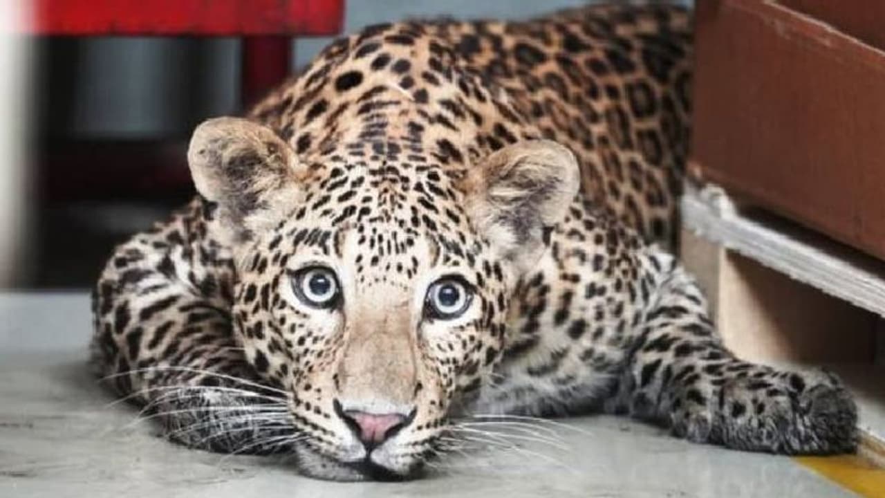 Leopard Video : ബെന്‍സ് ഫാക്ടറിയില്‍ അബദ്ധത്തില്‍ കയറിപ്പറ്റി പുലി; വീഡിയോ