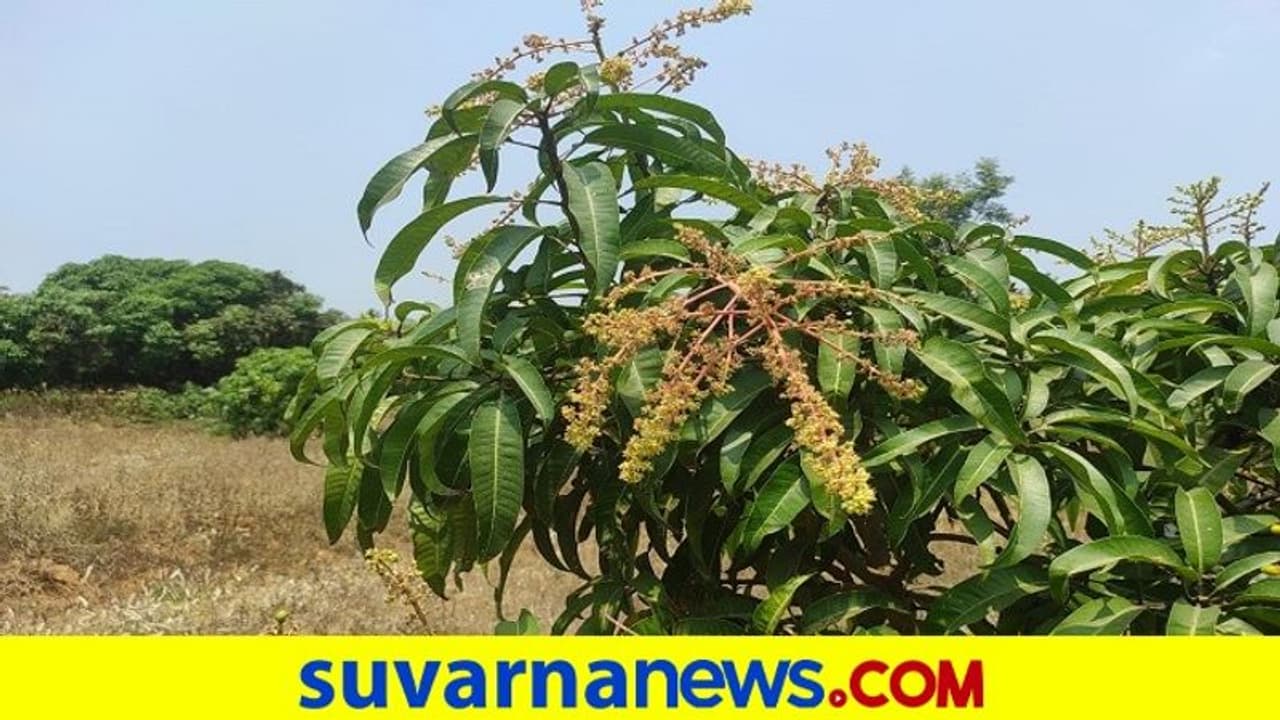 ರಾಮನಗರ: ಹಣ್ಣುಗಳ ರಾಜನಿಗೆ ಆರಂಭದಲ್ಲೇ ಕೀಟಬಾಧೆ, ರೈತರಲ್ಲಿ ಆತಂಕ ರಾಮನಗರ: ಹಣ್ಣುಗಳ ರಾಜನಿಗೆ ಆರಂಭದಲ್ಲೇ ಕೀಟಬಾಧೆ, ರೈತರಲ್ಲಿ ಆತಂಕ