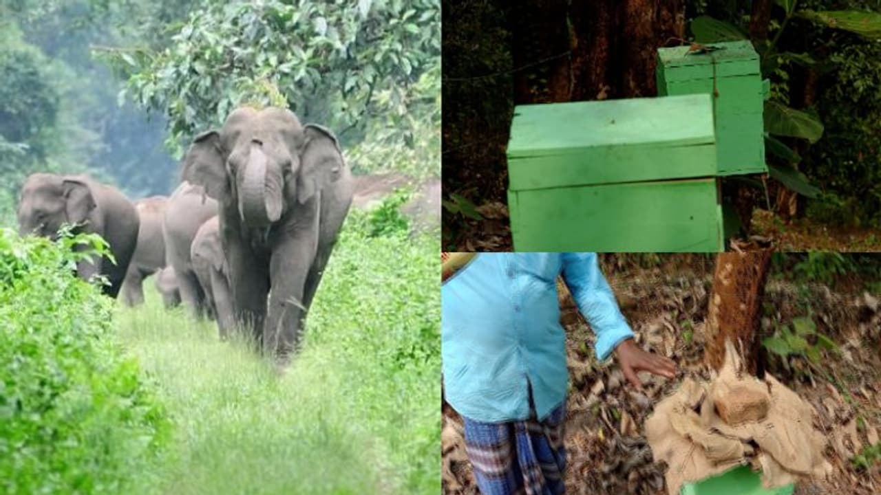 കാട്ടാനയേയും തുരത്താം തേനും കുടിക്കാം; വേറിട്ട പരീക്ഷണവുമായി മലയോരഗ്രാമം കാട്ടാനയേയും തുരത്താം തേനും കുടിക്കാം; വേറിട്ട പരീക്ഷണവുമായി മലയോരഗ്രാമം