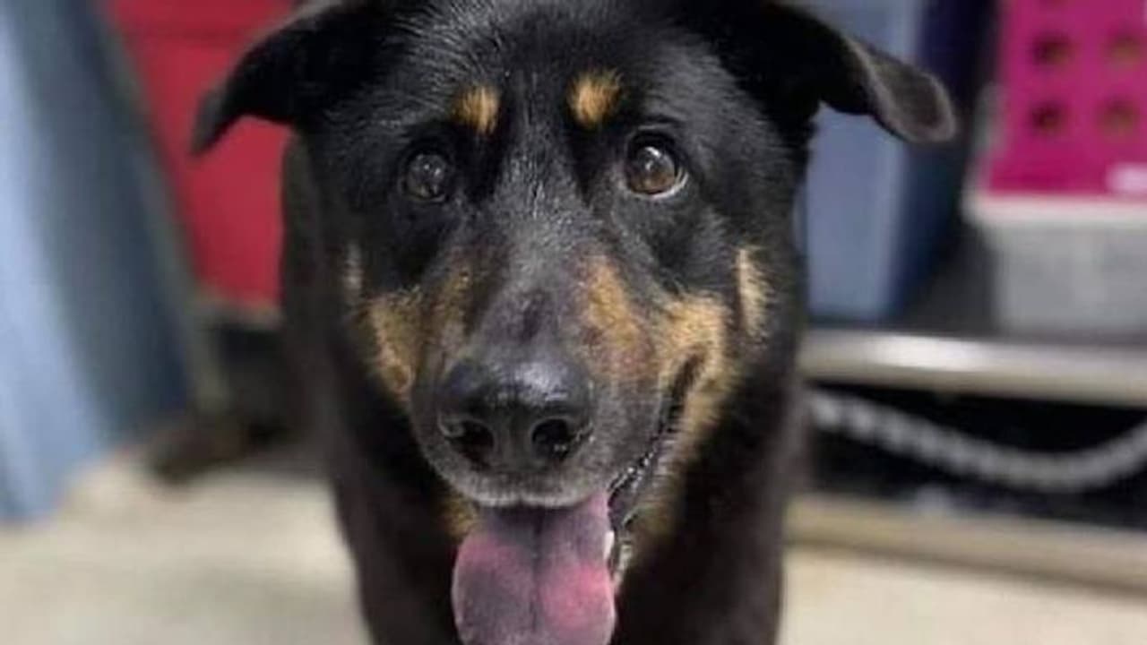 Gay dog : നായ ​'ഗേ' ആണെന്ന് സംശയം, നിഷ്കരുണം ഉപേക്ഷിച്ച് ഉടമകൾ!