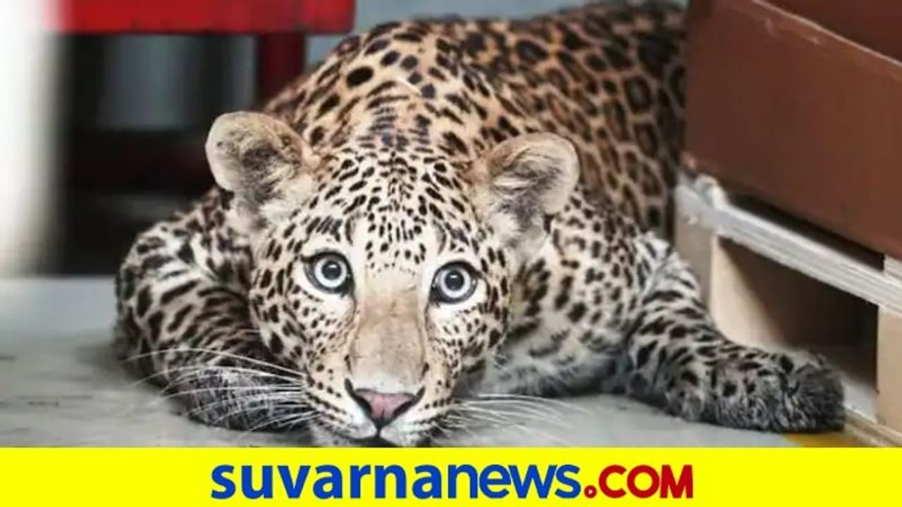 ಮರ್ಸಿಡಿಸ್ ಬೆನ್ಜ್ ಕಾರ್ಖಾನೆಗೆ ನುಗ್ಗಿ 6 ಗಂಟೆ ಕೆಲಸ ಸ್ಥಗಿತಗೊಳಿಸಿದ ಚಿರತೆ