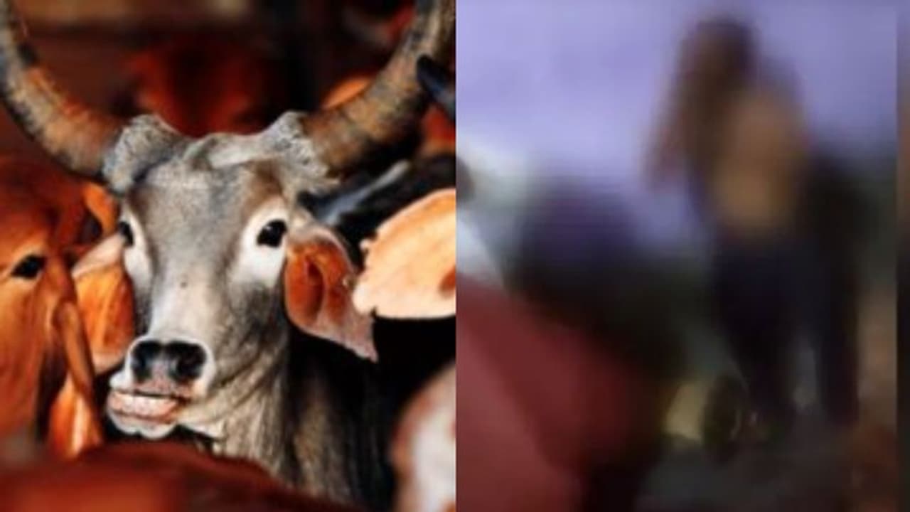 ഉത്തര് പ്രദേശില് അറവ് മാലിന്യവുമായി പോയ മുസ്ലിം യുവാവിന് പശുക്കടത്താരോപിച്ച് ക്രൂര മർദ്ദനം ഉത്തര് പ്രദേശില് അറവ് മാലിന്യവുമായി പോയ മുസ്ലിം യുവാവിന് പശുക്കടത്താരോപിച്ച് ക്രൂര മർദ്ദനം