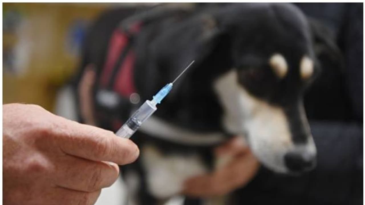 Rabies : 'മുറിവ് നന്നായി സോപ്പ് തേച്ച് പതപ്പിച്ച് കഴുകുക, റാബീസ് വൈറസിന് സോപ്പിനെ ഭയങ്കര പേടിയാണ്'; കുറിപ്പ്