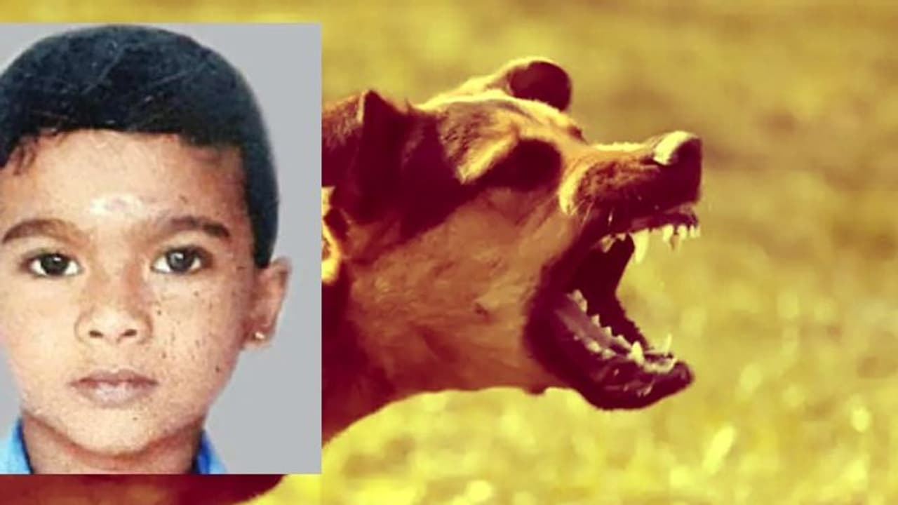 മൂന്ന് മാസം മുന്പ് വളര്ത്തുനായ മാന്തി: പേവിഷബാധയേറ്റ് രണ്ടാം ക്ലാസ് വിദ്യാര്ഥി മരിച്ചു മൂന്ന് മാസം മുന്പ് വളര്ത്തുനായ മാന്തി: പേവിഷബാധയേറ്റ് രണ്ടാം ക്ലാസ് വിദ്യാര്ഥി മരിച്ചു