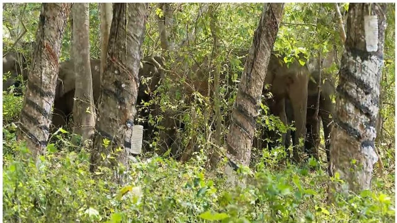 തൃശ്ശൂരില് റബര് എസ്റ്റേറ്റിലിറങ്ങിയ കാട്ടാനകള് ജനവാസമേഖലയിലേക്ക് നീങ്ങുന്നു; കാടുകയറ്റാന് ശ്രമം തൃശ്ശൂരില് റബര് എസ്റ്റേറ്റിലിറങ്ങിയ കാട്ടാനകള് ജനവാസമേഖലയിലേക്ക് നീങ്ങുന്നു; കാടുകയറ്റാന് ശ്രമം