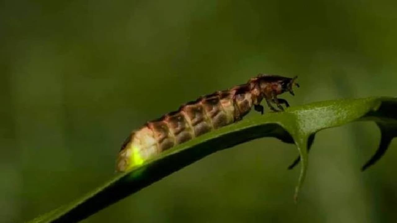 മിന്നാമിനുങ്ങുകളുടെ ഇണചേരലിന് തടസം സൃഷ്ടിക്കുന്നു, തെരുവുവിളക്കുകളണച്ച നഗരം! മിന്നാമിനുങ്ങുകളുടെ ഇണചേരലിന് തടസം സൃഷ്ടിക്കുന്നു, തെരുവുവിളക്കുകളണച്ച നഗരം!