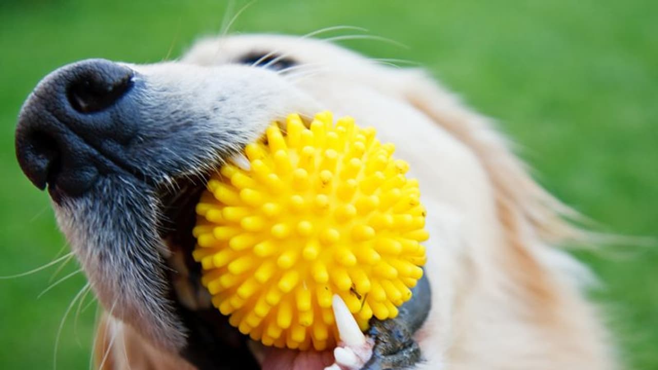 Girl Killed by Dog : വളര്‍ത്തുപട്ടിയുടെ ആക്രമണത്തില്‍ 17 മാസം പ്രായമുള്ള പെണ്‍കുഞ്ഞ് മരിച്ചു.