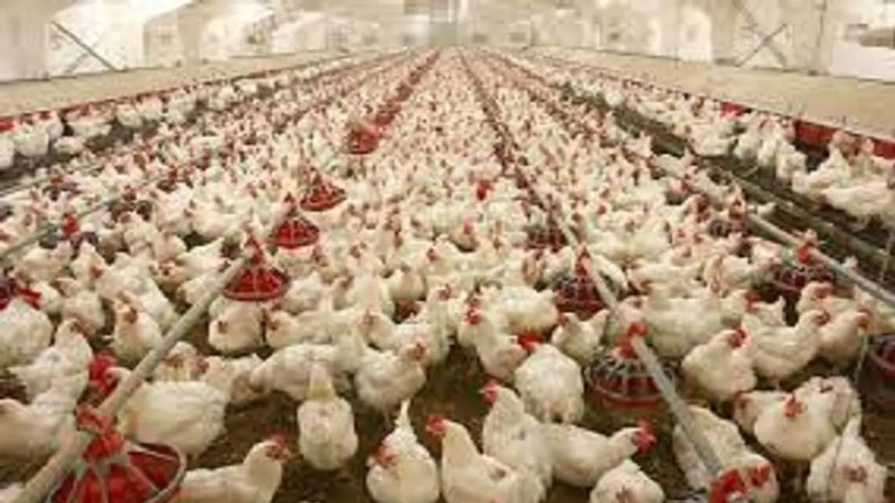 AMR disease due to eating chicken? NOT true, say poultry industry veterinarians