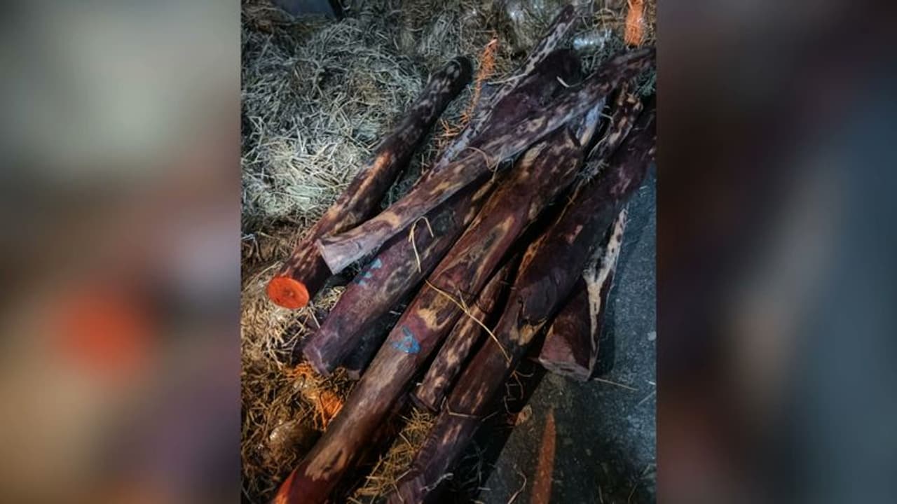 കൊച്ചിയിൽ വൻ രക്തചന്ദന വേട്ട; കപ്പലിൽ ദുബായിലേക്ക് കടത്താനുള്ള ശ്രമം ഡിആർഐ പൊളിച്ചു കൊച്ചിയിൽ വൻ രക്തചന്ദന വേട്ട; കപ്പലിൽ ദുബായിലേക്ക് കടത്താനുള്ള ശ്രമം ഡിആർഐ പൊളിച്ചു