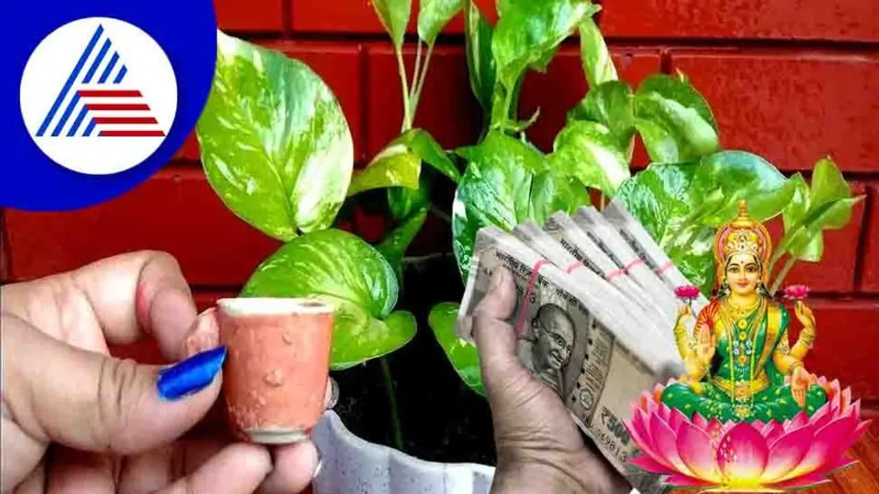 ಹಾಲು, money plant ಜೊತೆಯಾಗಿ ನಿಮ್ಮನ್ನು ಲಕ್ಷ್ಮೀಪುತ್ರನಾಗಿಸಬಲ್ಲವು! ಹಾಲು, money plant ಜೊತೆಯಾಗಿ ನಿಮ್ಮನ್ನು ಲಕ್ಷ್ಮೀಪುತ್ರನಾಗಿಸಬಲ್ಲವು!