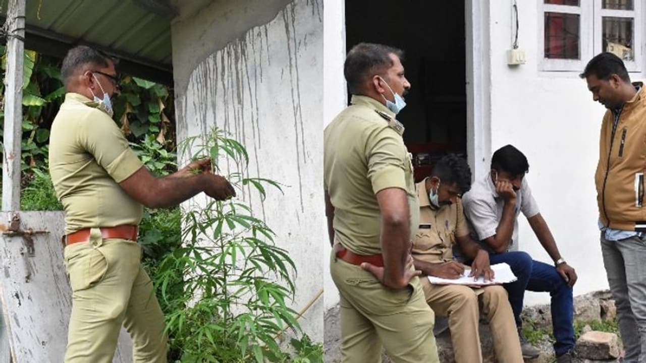 Munnar Cannabis Arrest : സഞ്ചാരികൾക്കായി ഷെഡിൽ കഞ്ചാവ് നട്ടുവളർത്തി; മൂന്നാറിൽ കോട്ടേജ് ഉടമ അറസ്റ്റിൽ