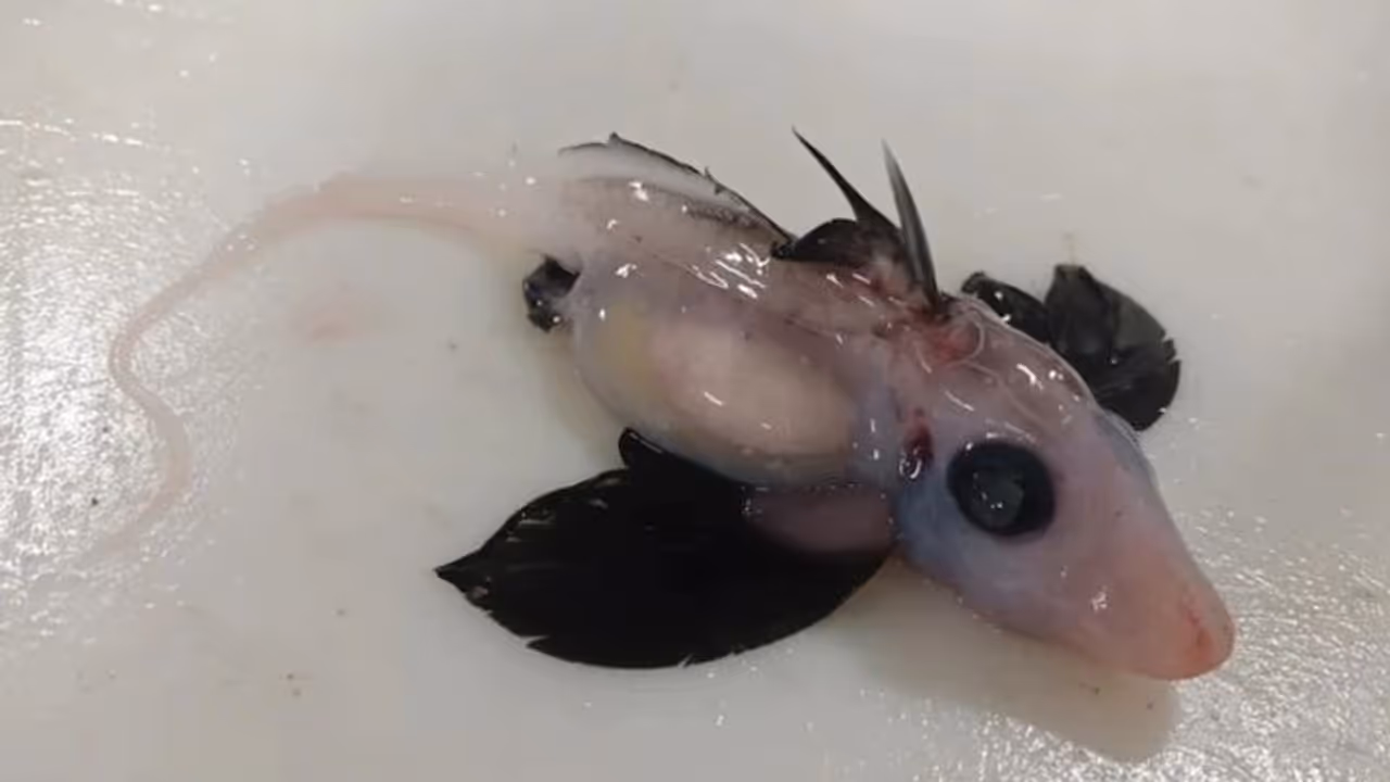 న్యూజిలాండ్ పరిశోధకుల కంటపడ్డ ‘‘బేబీ ఘోస్ట్ షార్క్ ’’.. 6 వేల అడుగుల లోతులో నివాసం న్యూజిలాండ్ పరిశోధకుల కంటపడ్డ ‘‘బేబీ ఘోస్ట్ షార్క్ ’’.. 6 వేల అడుగుల లోతులో నివాసం