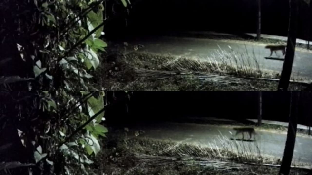 സിസിടിവിയിൽ കണ്ട ജീവി പുലിയെന്ന് സംശയം, തൃശ്ശൂർ കോലഴിയിൽ ജനങ്ങൾ ആശങ്കയിൽ സിസിടിവിയിൽ കണ്ട ജീവി പുലിയെന്ന് സംശയം, തൃശ്ശൂർ കോലഴിയിൽ ജനങ്ങൾ ആശങ്കയിൽ