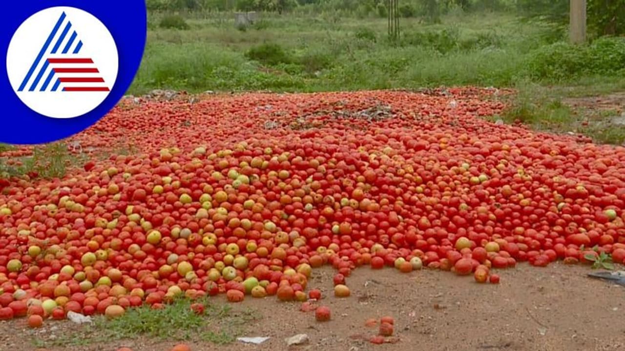 Kolar: ಟೊಮೆಟೊ ಬೆಲೆ ಕುಸಿತ: ರೈತರ ಗೋಳು ಕೇಳೋರಿಲ್ಲ!