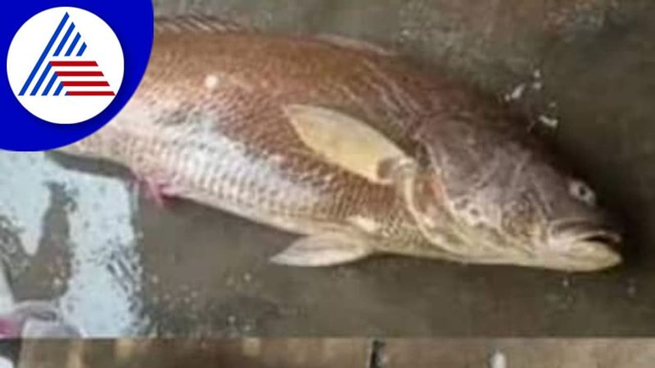 ಆಂಧ್ರದಲ್ಲಿ ಮೀನುಗಾರನ ಬಲೆಗೆ ಬಿತ್ತು 'ಚಿನ್ನದ' ಮೀನು, ಮಾರಿದಾತನಿಗೆ ಸಿಕ್ಕಿದ್ದು ಬರೋಬ್ಬರಿ 2.90 ಲಕ್ಷ!