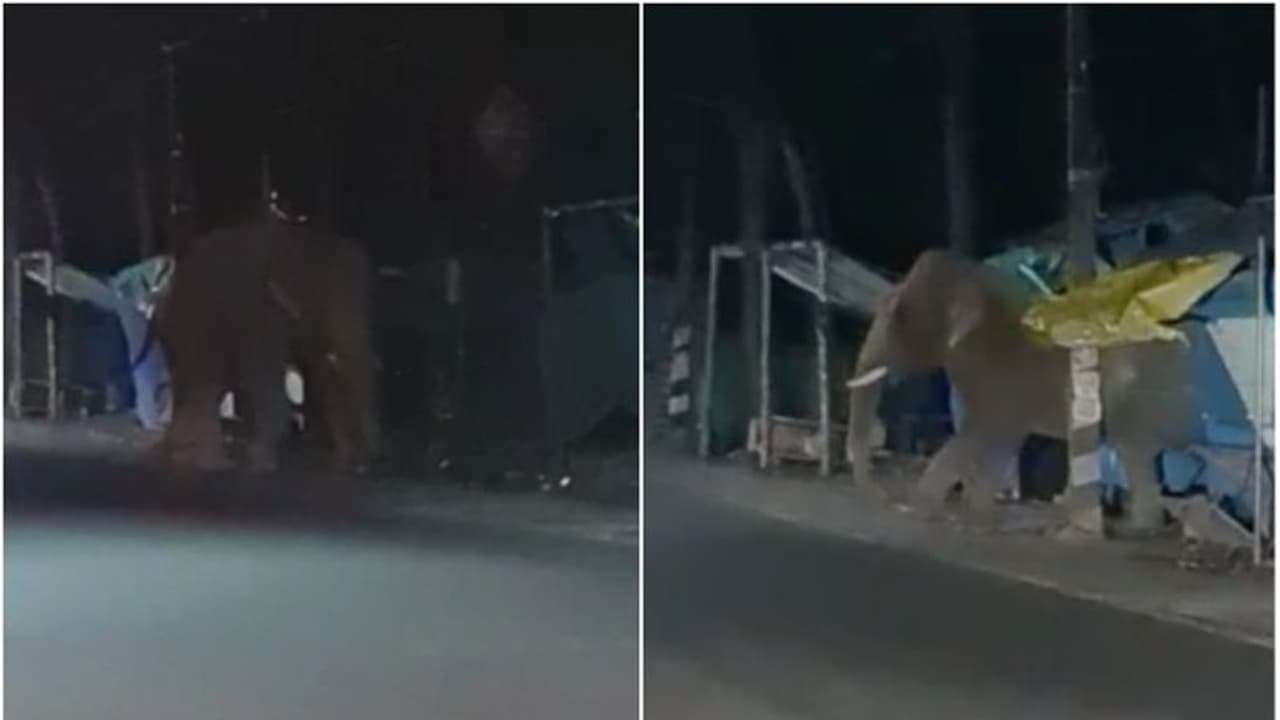 വീണ്ടും നിലമ്പൂർ ടൗൺ കീഴടക്കി ഒറ്റയാൻ; മൂന്നു മാസത്തിനിടെ നാലാമത്തെ സംഭവം വീണ്ടും നിലമ്പൂർ ടൗൺ കീഴടക്കി ഒറ്റയാൻ; മൂന്നു മാസത്തിനിടെ നാലാമത്തെ സംഭവം