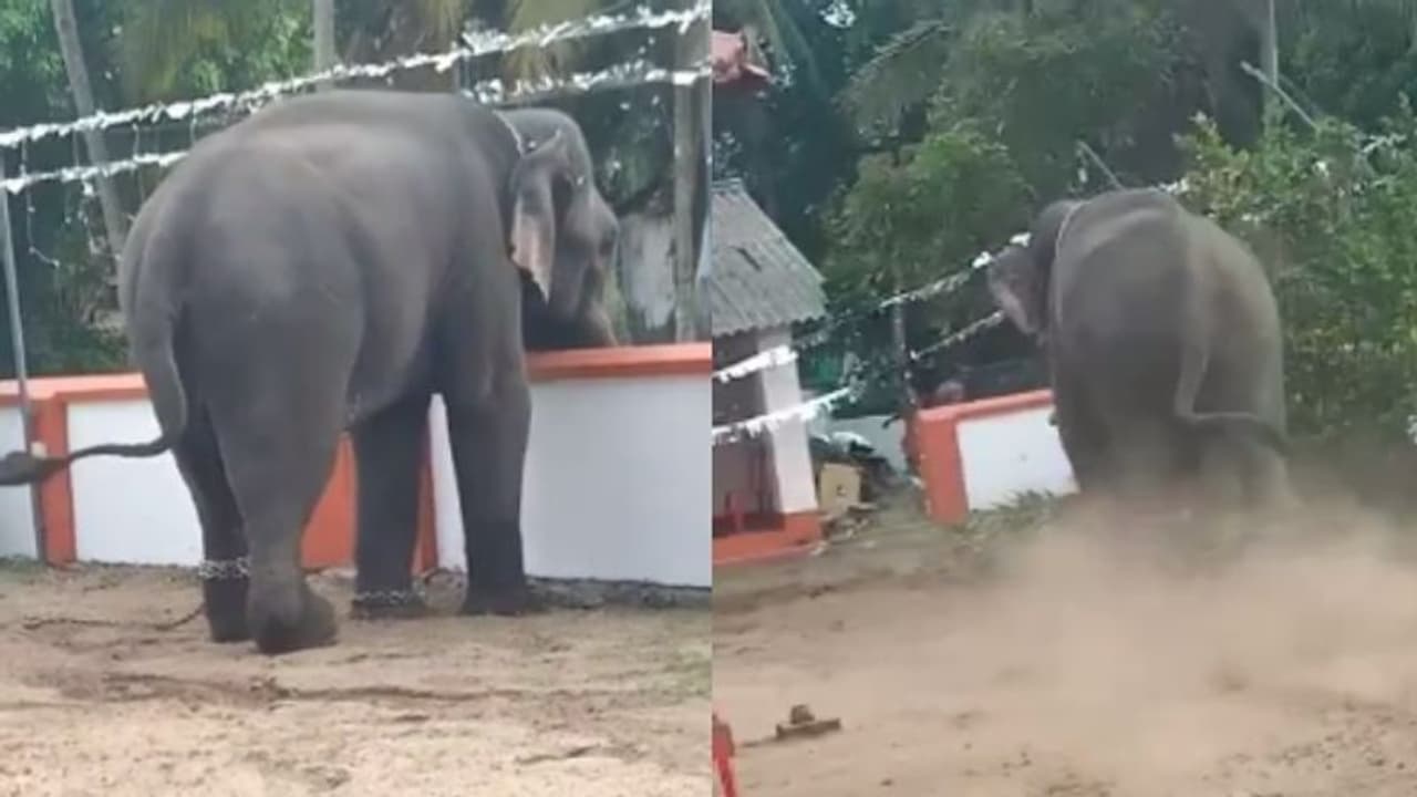 ചേരാനെല്ലൂരിൽ ഉത്സവത്തിനിടെ ഇടഞ്ഞ ആനയെ മയക്കുവെടി വച്ച് തളച്ചു