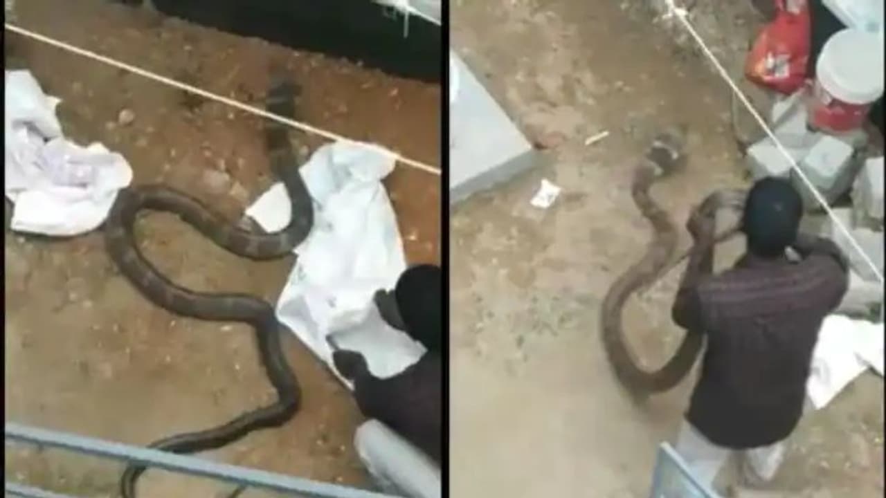 மீண்டும் களமிறங்கிய வாவா சுரேஷ் 12 அடி நாகப்பாம்பை லாவகமாக பிடித்து அசத்தல்