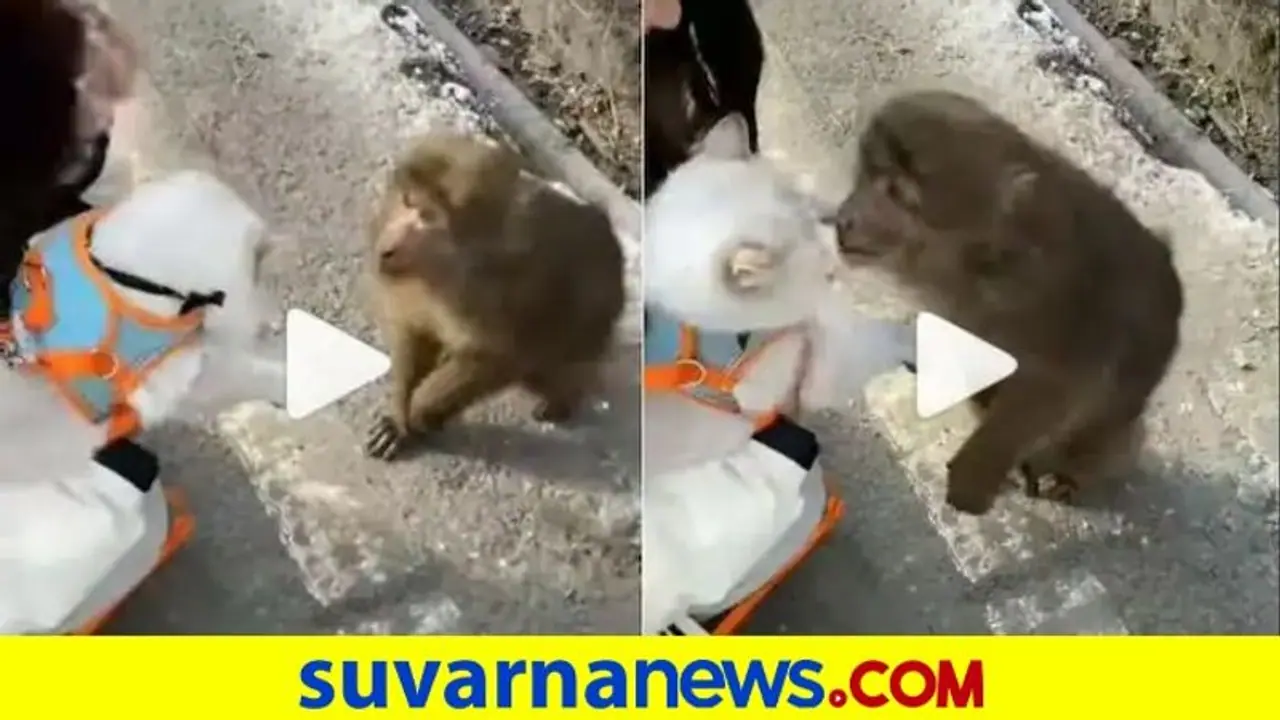 ಬೆಕ್ಕಿನೊಂದಿಗೆ ಪ್ರೀತಿಯಲ್ಲಿ ಬಿದ್ದ ಕೋತಿ: ತಬ್ಬಿ ಕಿಸ್ ಮಾಡಲೆತ್ನಿಸಿದ ವಾನರ