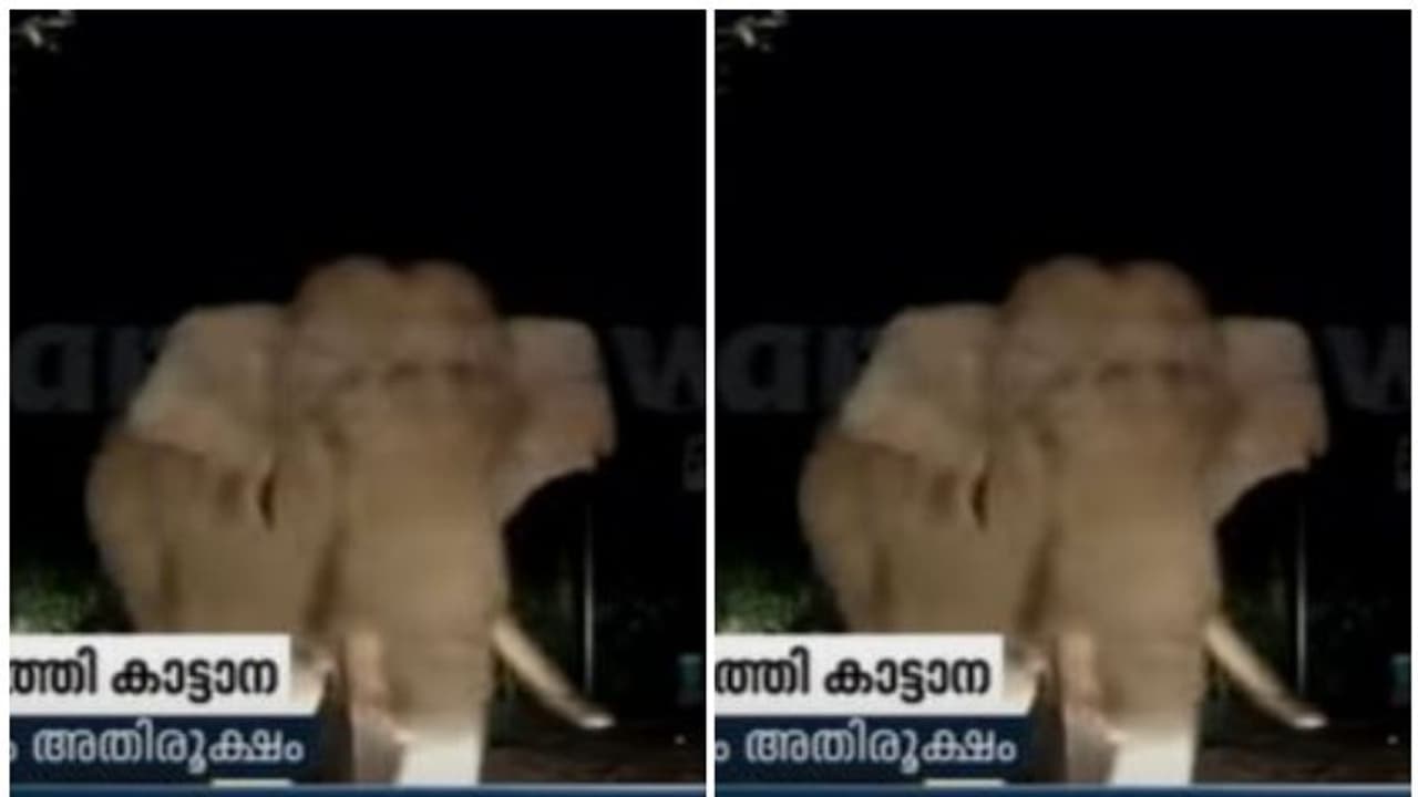 കാട്ടാനക്ക് മുമ്പില് കുടുങ്ങി കാര് യാത്രക്കാര്, രക്ഷപ്പെട്ടത് തലനാരിഴക്ക്; നെഞ്ചിടിക്കും വീഡിയോ കാട്ടാനക്ക് മുമ്പില് കുടുങ്ങി കാര് യാത്രക്കാര്, രക്ഷപ്പെട്ടത് തലനാരിഴക്ക്; നെഞ്ചിടിക്കും വീഡിയോ