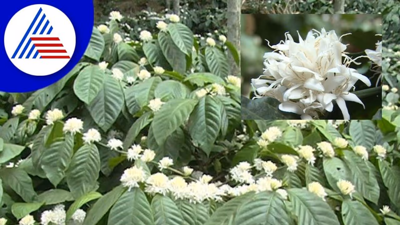 Chikkamagaluru: ಘಮ್ಮಿಡುವ ಕಾಫಿ ತೋಟದ ಹಾದಿಯಲ್ಲಿ ಅರಳಿ ನಿಂತಿರುವ ಹೂ Chikkamagaluru: ಘಮ್ಮಿಡುವ ಕಾಫಿ ತೋಟದ ಹಾದಿಯಲ್ಲಿ ಅರಳಿ ನಿಂತಿರುವ ಹೂ