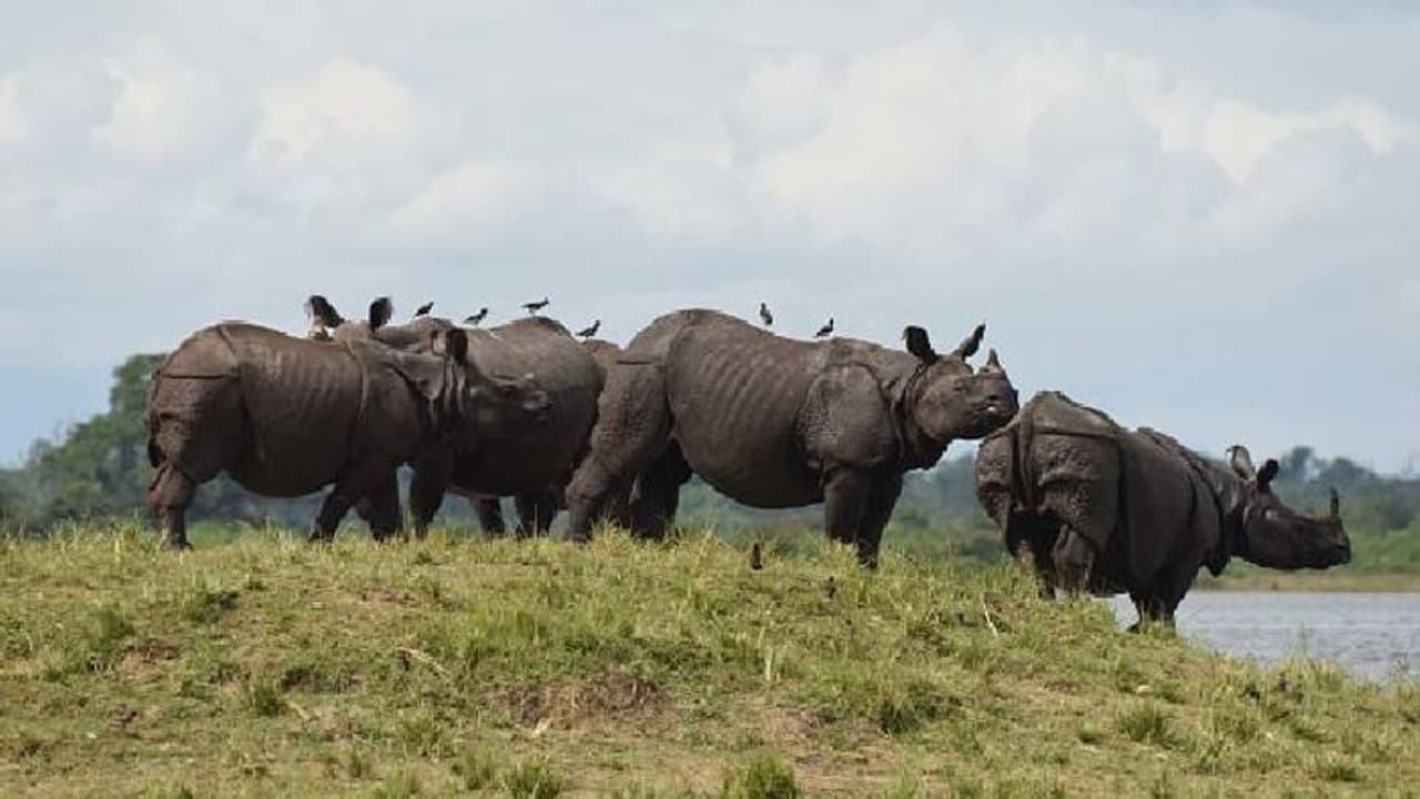 വെള്ളപ്പൊക്കത്തിൽ ഇല്ലാതായത് 400 കാണ്ടാമൃ​ഗങ്ങൾ, കാസിരം​ഗയിൽ കണക്കെടുപ്പ്