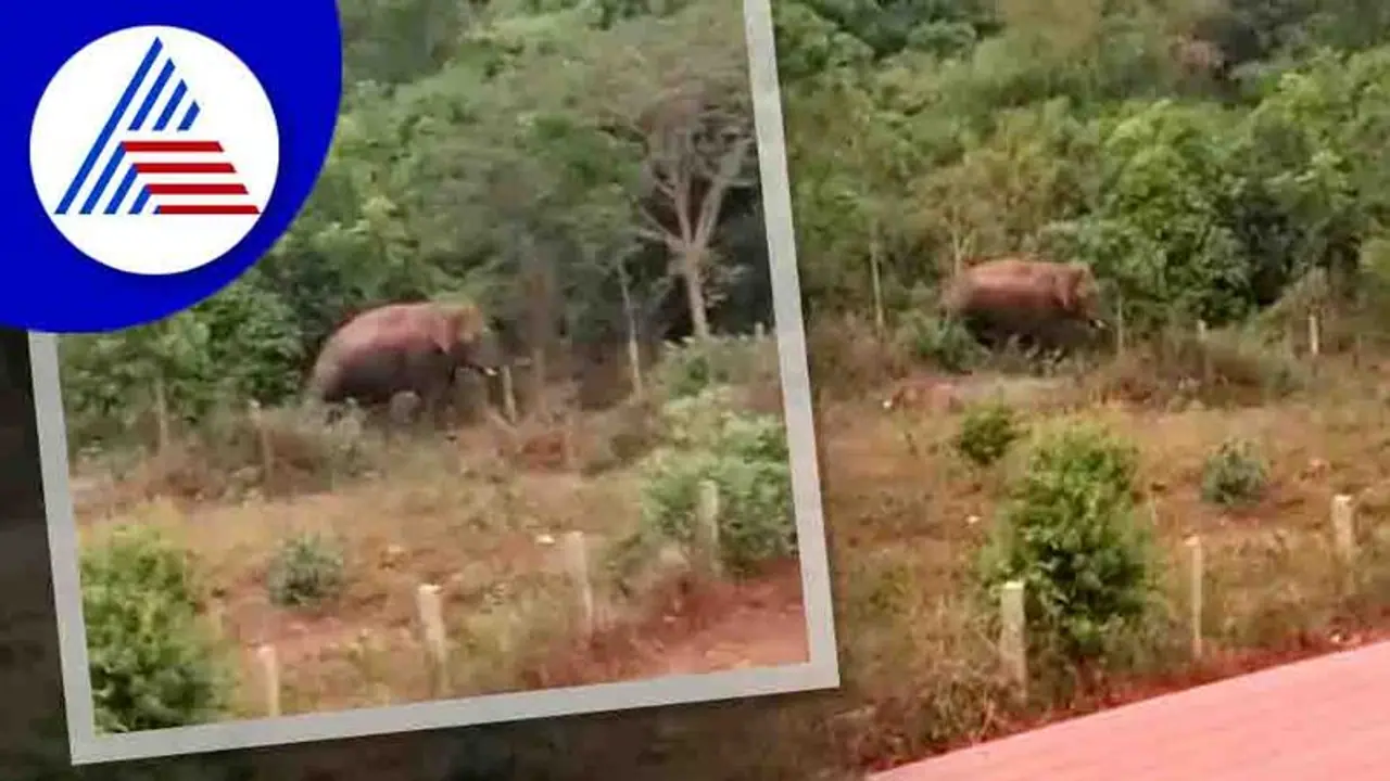 Chikkamagaluru: ಕಾಡಾನೆಗಳ ಬಿಂದಾಸ್ ರೌಂಡ್ಸ್, ರೈತರಿಗೆ ತೋಟ, ಗದ್ದೆಗಳಿಗೆ ಹೋಗಲು ಆತಂಕ! Chikkamagaluru: ಕಾಡಾನೆಗಳ ಬಿಂದಾಸ್ ರೌಂಡ್ಸ್, ರೈತರಿಗೆ ತೋಟ, ಗದ್ದೆಗಳಿಗೆ ಹೋಗಲು ಆತಂಕ!