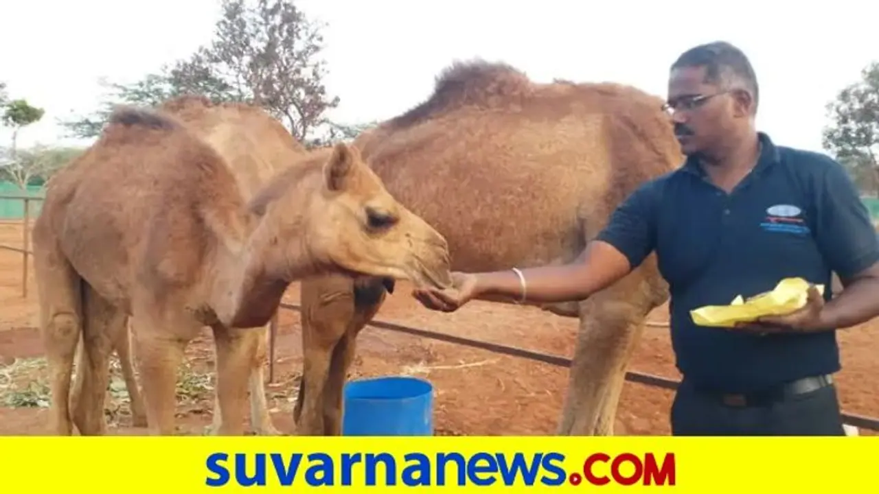 ಒಂಟೆ ಹಾಲಿನಿಂದ ಕಾಫಿ ಟೀ: ಫಾರ್ಮ್ ಆರಂಭಿಸಿದ ತಮಿಳುನಾಡಿನ ವ್ಯಕ್ತಿ