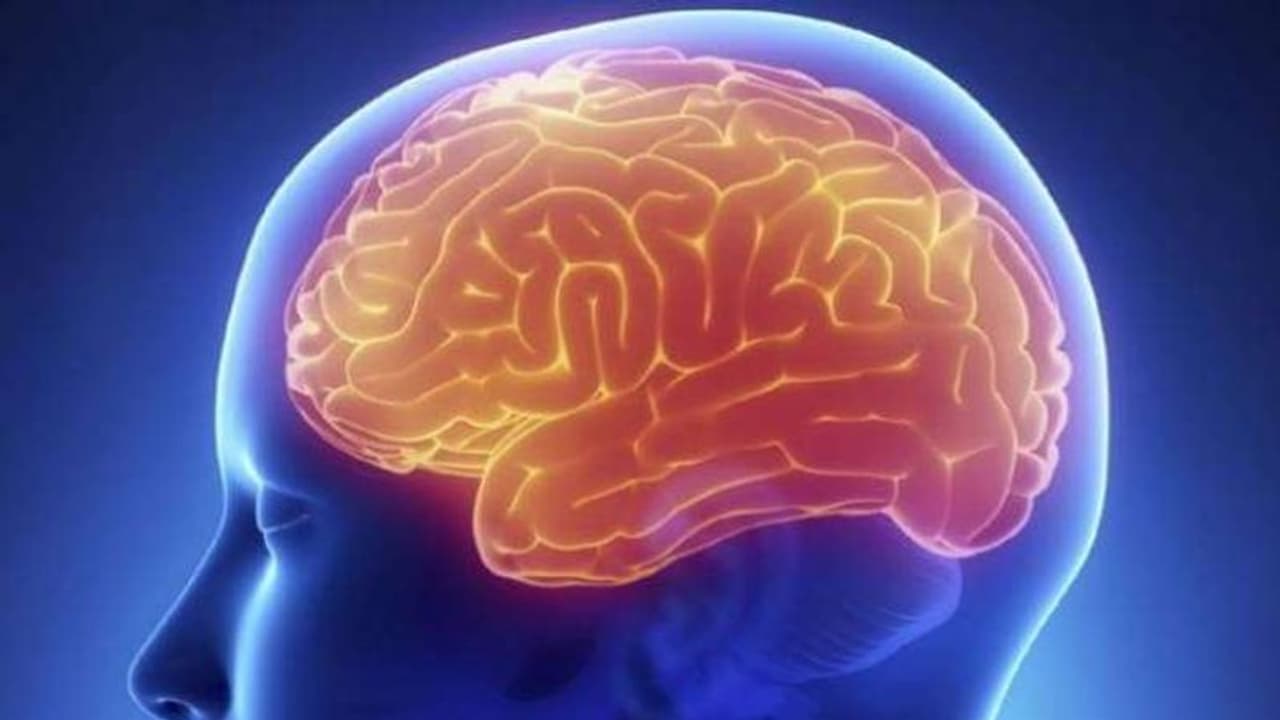 തലച്ചോറിനെ ചെറുപ്പമാക്കി സൂക്ഷിക്കാം; ഈ വൈറ്റമിനുകളും ധാതുക്കളും ഉറപ്പിച്ചാല് മതി... തലച്ചോറിനെ ചെറുപ്പമാക്കി സൂക്ഷിക്കാം; ഈ വൈറ്റമിനുകളും ധാതുക്കളും ഉറപ്പിച്ചാല് മതി...