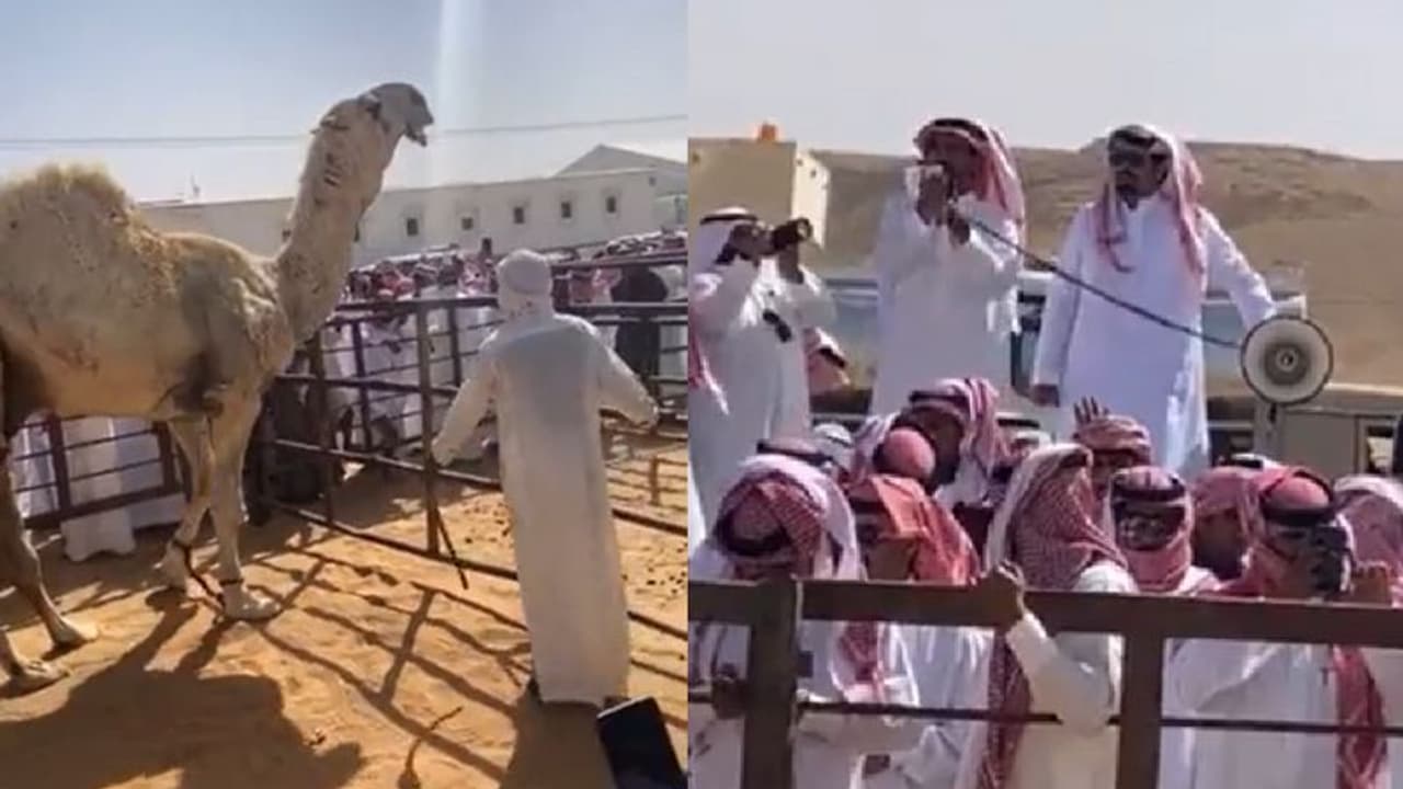 Expensive camel ಈದ್ ಹಬ್ಬದ ಪ್ರಯುಕ್ತ ಒಂಟೆ ಹರಾಜು, ಬರೋಬ್ಬರಿ 14 ಕೋಟಿ ರೂಗೆ ಮಾರಾಟ! Expensive camel ಈದ್ ಹಬ್ಬದ ಪ್ರಯುಕ್ತ ಒಂಟೆ ಹರಾಜು, ಬರೋಬ್ಬರಿ 14 ಕೋಟಿ ರೂಗೆ ಮಾರಾಟ!