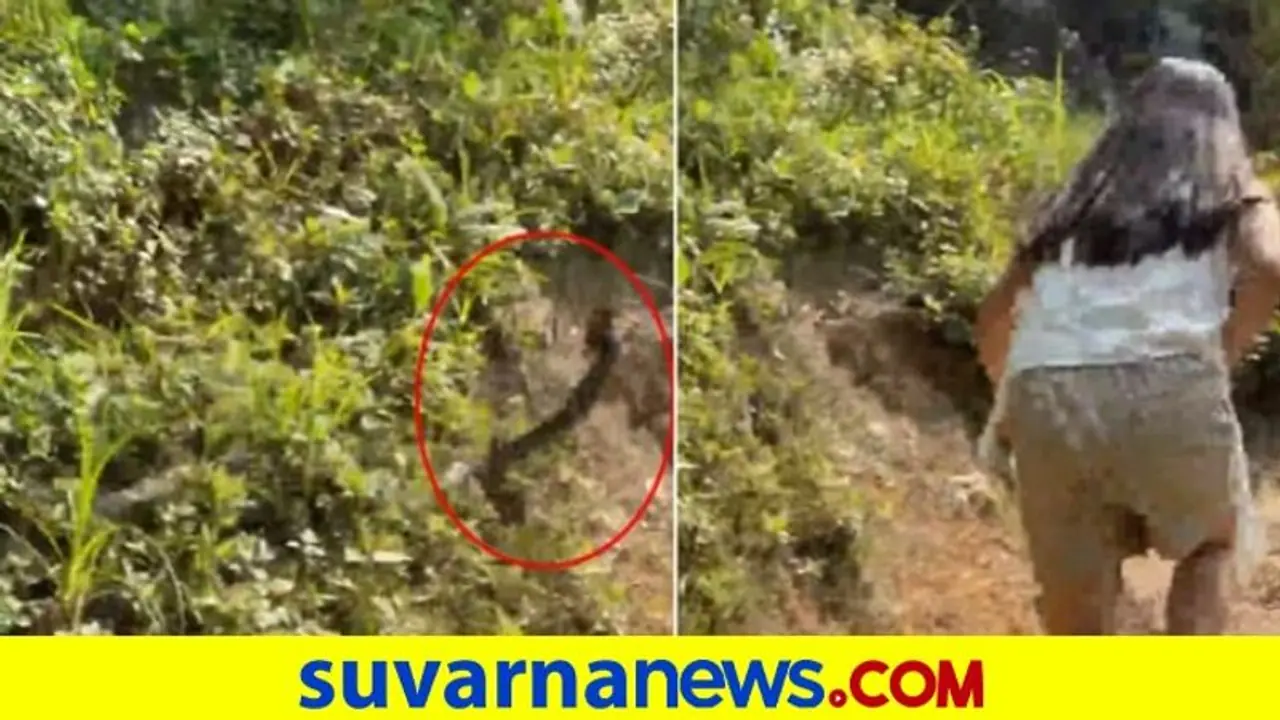ಚಾರಣ ಹೊರಟವರಿಗೆ ಶಾಕ್‌ ನೀಡಿದ ಸ್ನೇಕ್‌
