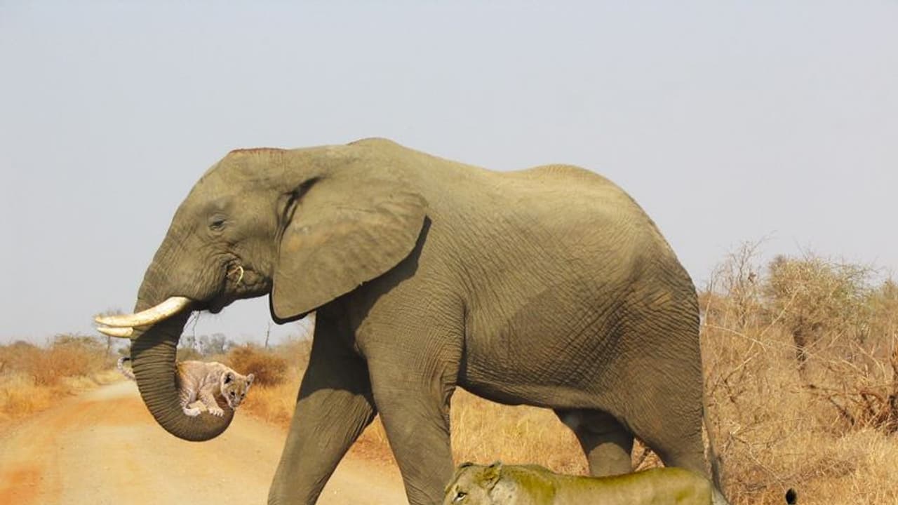 Fact Check: ಬಿಸಿಲಿನಿಂದ ಸಿಂಹದ ಮರಿ ಕಾಪಾಡಿದ ಆನೆ ಫೋಟೋ ವೈರಲ್, ಅಷ್ಟಕ್ಕೂ ಸತ್ಯವೇನು? Fact Check: ಬಿಸಿಲಿನಿಂದ ಸಿಂಹದ ಮರಿ ಕಾಪಾಡಿದ ಆನೆ ಫೋಟೋ ವೈರಲ್, ಅಷ್ಟಕ್ಕೂ ಸತ್ಯವೇನು?