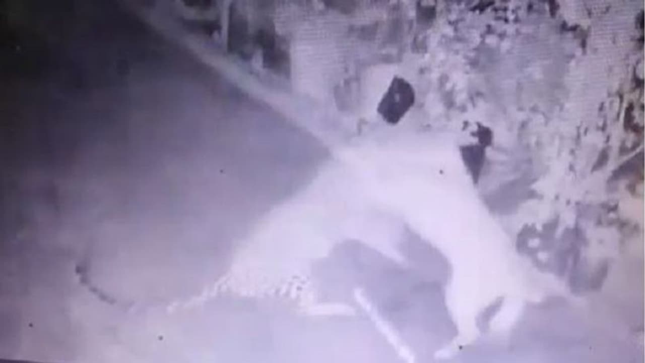 ಕಾದಾಡಿ ಪ್ರಾಣ ಉಳಿಸಿಕೊಂಡ ಸಾಕು ನಾಯಿ, ಬೇಟೆಯಾಡಲು ಬಂದ ಚಿರತೆ ಬರಿಗೈಲಿ ವಾಪಸ್