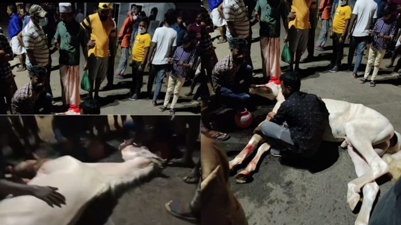 ചാവക്കാട് കാറും കുതിരയും കൂട്ടിയിടിച്ചു, കുതിരയ്ക്കും 13 കാരനും പരിക്ക് ചാവക്കാട് കാറും കുതിരയും കൂട്ടിയിടിച്ചു, കുതിരയ്ക്കും 13 കാരനും പരിക്ക്