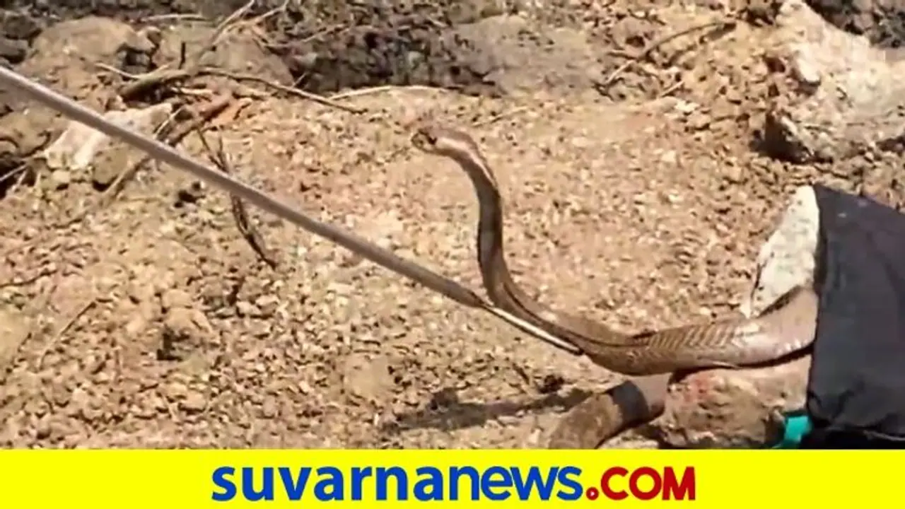 ಪಾಳು ಬಾವಿಗೆ ಬಿದ್ದ ಹಾವನ್ನು ರಕ್ಷಿಸಿದ ಯುವಕ