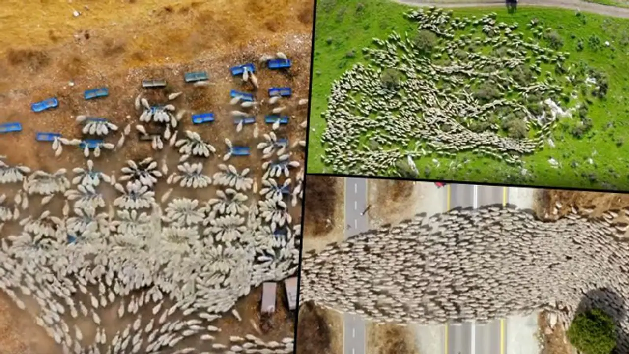 Drone photographer captured a herd of sheep in time-lapse will make your day; watch