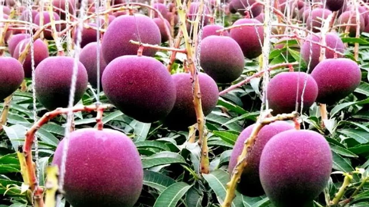 Kolara Mango Market : ಹಲಾಲ್ ಝಟ್ಕಾ ಕಟ್ ಆಯ್ತು ಇದೀಗ ಮಾವು ಕಟ್! Kolara Mango Market : ಹಲಾಲ್ ಝಟ್ಕಾ ಕಟ್ ಆಯ್ತು ಇದೀಗ ಮಾವು ಕಟ್!