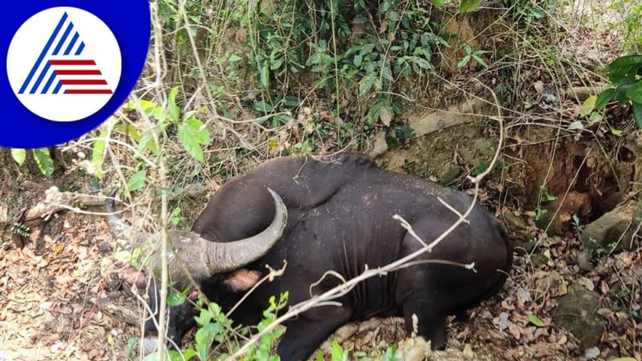 Udupi: ಕಾರ್ಕಳದ ನೀರೆ ಗ್ರಾಮದಲ್ಲಿ ಕಾಡುಕೋಣ ಪ್ರತ್ಯಕ್ಷ, ಆತಂಕದಲ್ಲಿ ಜನತೆ Udupi: ಕಾರ್ಕಳದ ನೀರೆ ಗ್ರಾಮದಲ್ಲಿ ಕಾಡುಕೋಣ ಪ್ರತ್ಯಕ್ಷ, ಆತಂಕದಲ್ಲಿ ಜನತೆ