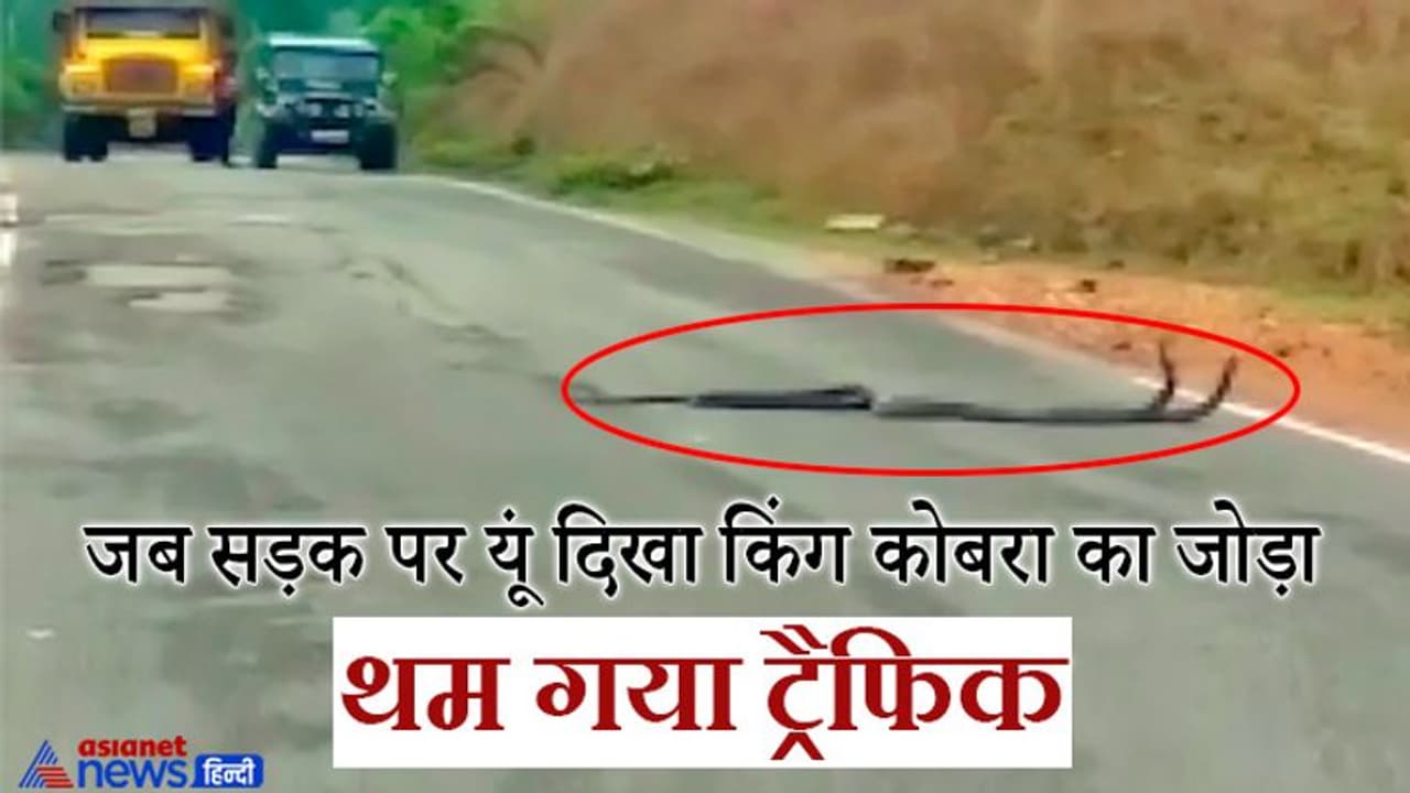 जब सड़क पर किंग कोबरा के जोड़े को देखकर थम गए गाड़ियों के पहिये, देखिए वीडियो जब सड़क पर किंग कोबरा के जोड़े को देखकर थम गए गाड़ियों के पहिये, देखिए वीडियो