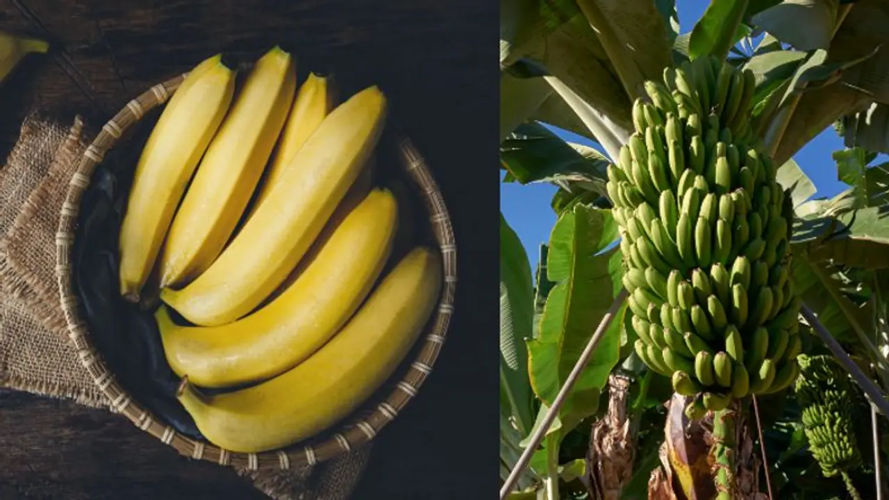 Banana