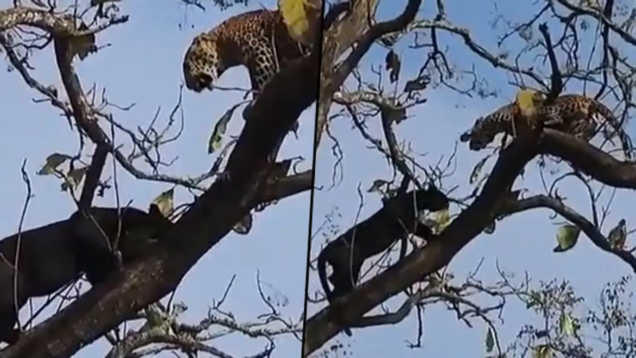 Black Panther climbs tree to fight leopard; Find out what happened next Black Panther climbs tree to fight leopard; Find out what happened next