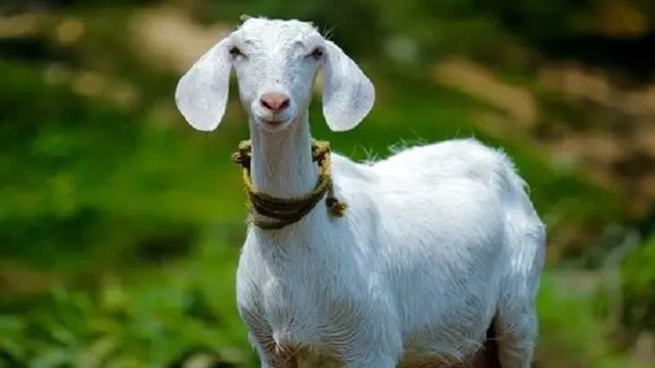 ছাগলের দুধ স্বাস্থ্যকর, সন্তানকে দেওয়া বা নিজে পান করার আগে দেখে নিন চিকিৎসকের পরামর্শ 