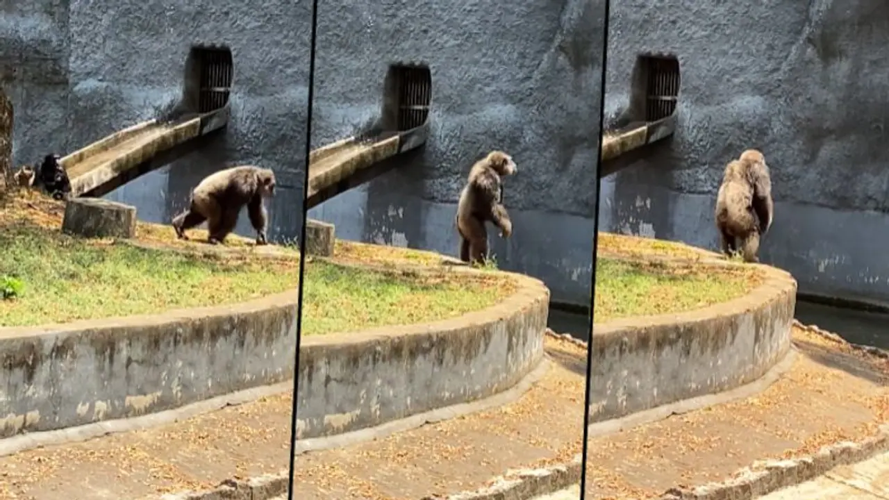 Watch: Allu Arjun’s Pushpa fever catches Chimpanzee; performs Srivalli hook step
