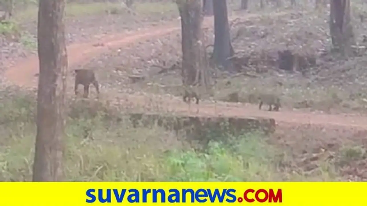 Chikkamagaluru: ಭದ್ರಾ ಹುಲಿ ಸಂರಕ್ಷಿತ ಪ್ರದೇಶದಲ್ಲಿ ವ್ಯಾಘ್ರನ ದರ್ಶನ: ವಿಡಿಯೋ ವೈರಲ್‌