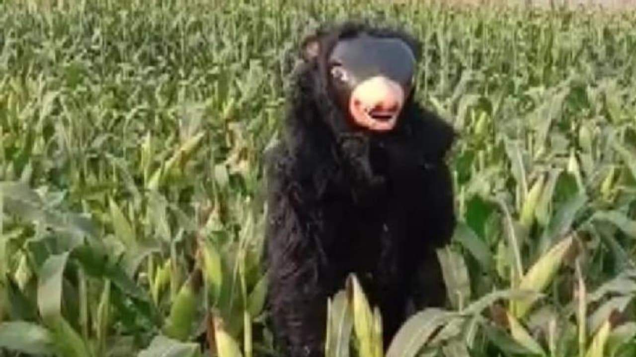 శ్రీకాకుళంలో ఎలుగుబంటి ఆపరేషన్ సక్సెస్: భల్లూకాన్ని బంధించిన అధికారులు