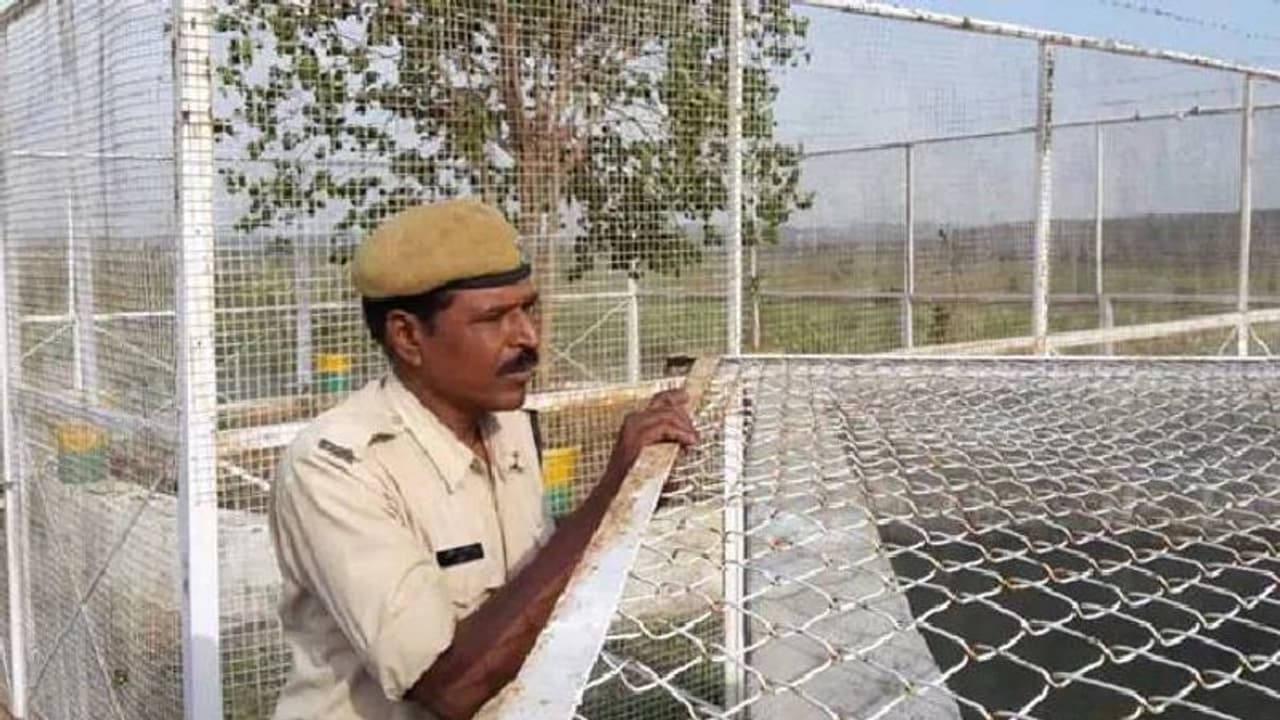 മധ്യപ്രദേശിലെ വിവിഐപി മരം, സംരക്ഷണത്തിന് വർഷം ചെലവഴിക്കുന്നത് 12 ലക്ഷം രൂപ മധ്യപ്രദേശിലെ വിവിഐപി മരം, സംരക്ഷണത്തിന് വർഷം ചെലവഴിക്കുന്നത് 12 ലക്ഷം രൂപ