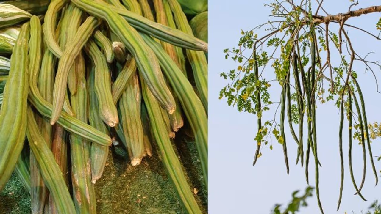 সজনে ডাঁটা চিবোলেই মিলবে যৌন সুখ সেরে যাবে সর্দিকাশি , বসন্তে রোজ পাতে রাখুন এই সবজি সজনে ডাঁটা চিবোলেই মিলবে যৌন সুখ সেরে যাবে সর্দিকাশি , বসন্তে রোজ পাতে রাখুন এই সবজি