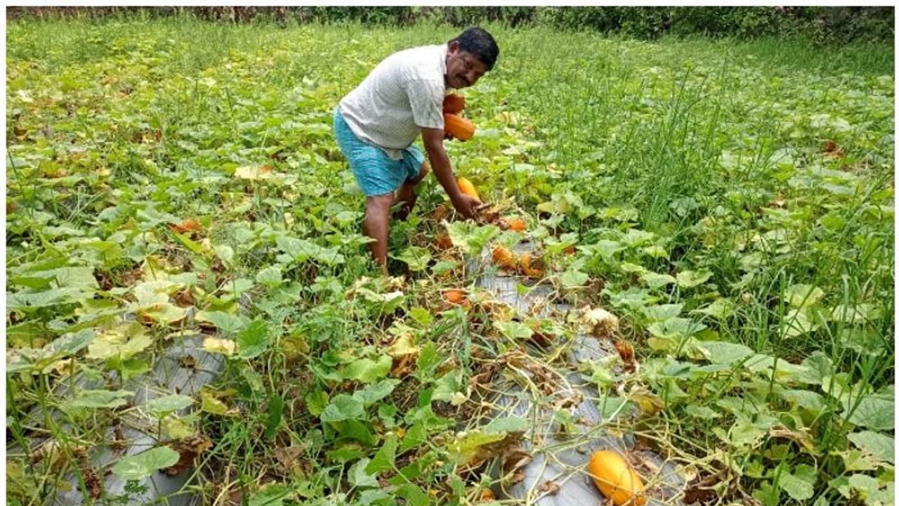 മഴ വില്ലനായെങ്കിലും സുനിലിന്റെ കൃഷിയിടത്തിൽ കണിവെള്ളരിക്ക് നൂറുമേനി വിളവ് മഴ വില്ലനായെങ്കിലും സുനിലിന്റെ കൃഷിയിടത്തിൽ കണിവെള്ളരിക്ക് നൂറുമേനി വിളവ്